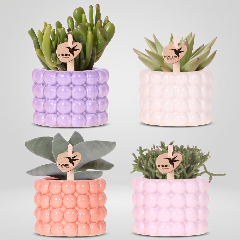 4er Pflanzen-Set 'Poppy Mix' – Mini-Grünpflanzen im Deko-Topf Ø 6 cm für Schreibtisch & Büro