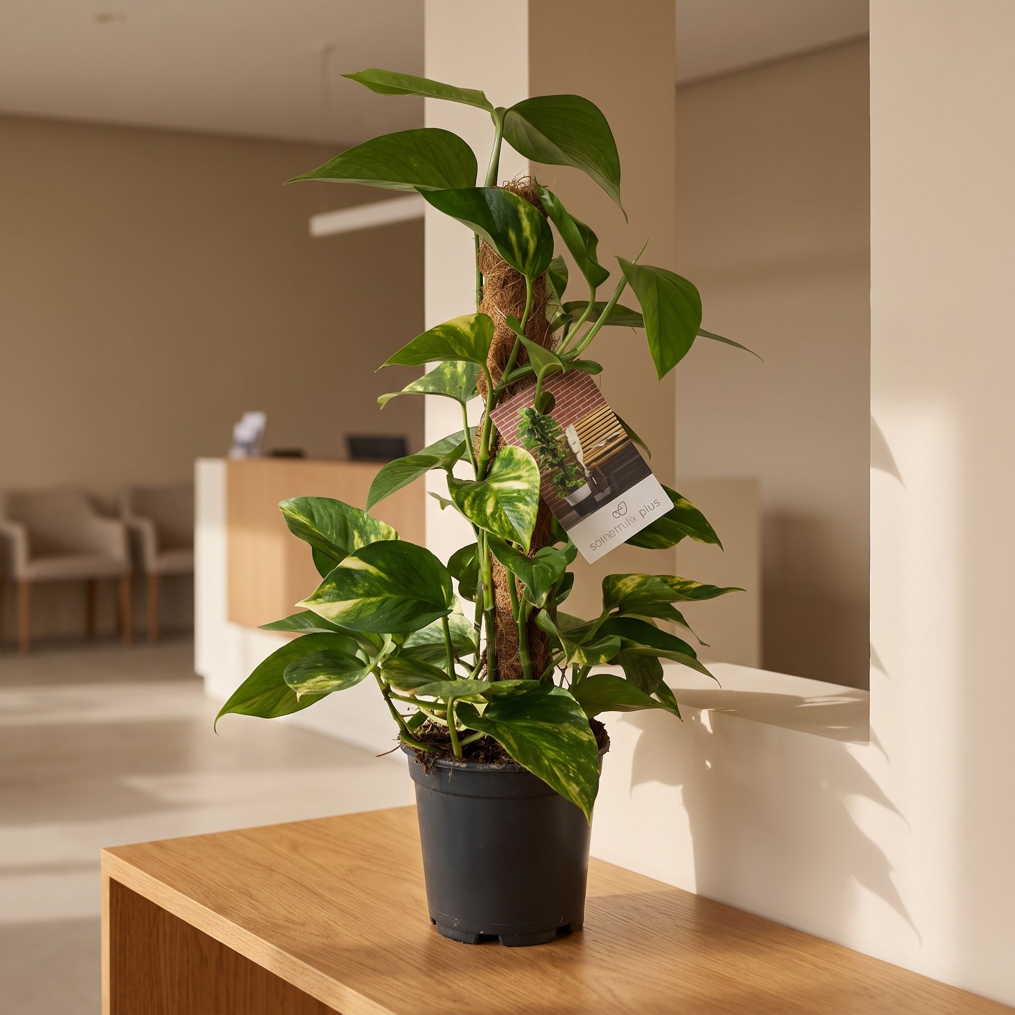 Scindapsus 'Efeutute' – Ø 15 cm, ca. 50 cm hoch – rankende Büropflanze