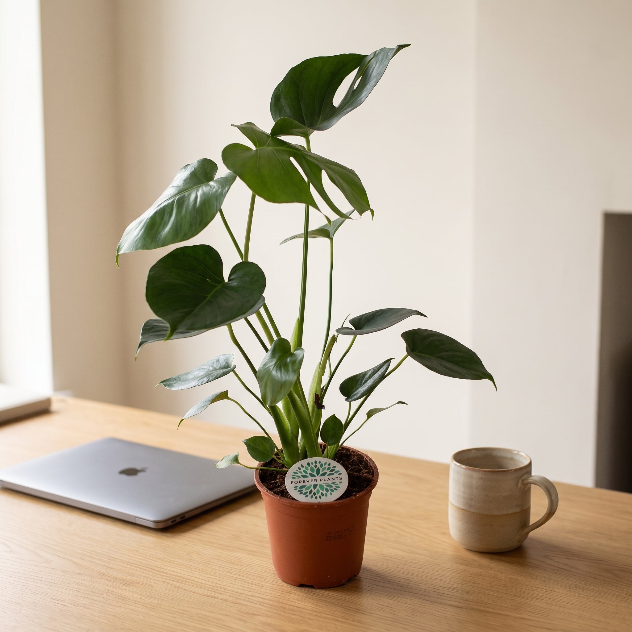 Monstera deliciosa (Fensterblatt) – Ø 14 cm, ca. 45 cm hoch – Zimmerpflanze fürs Büro
