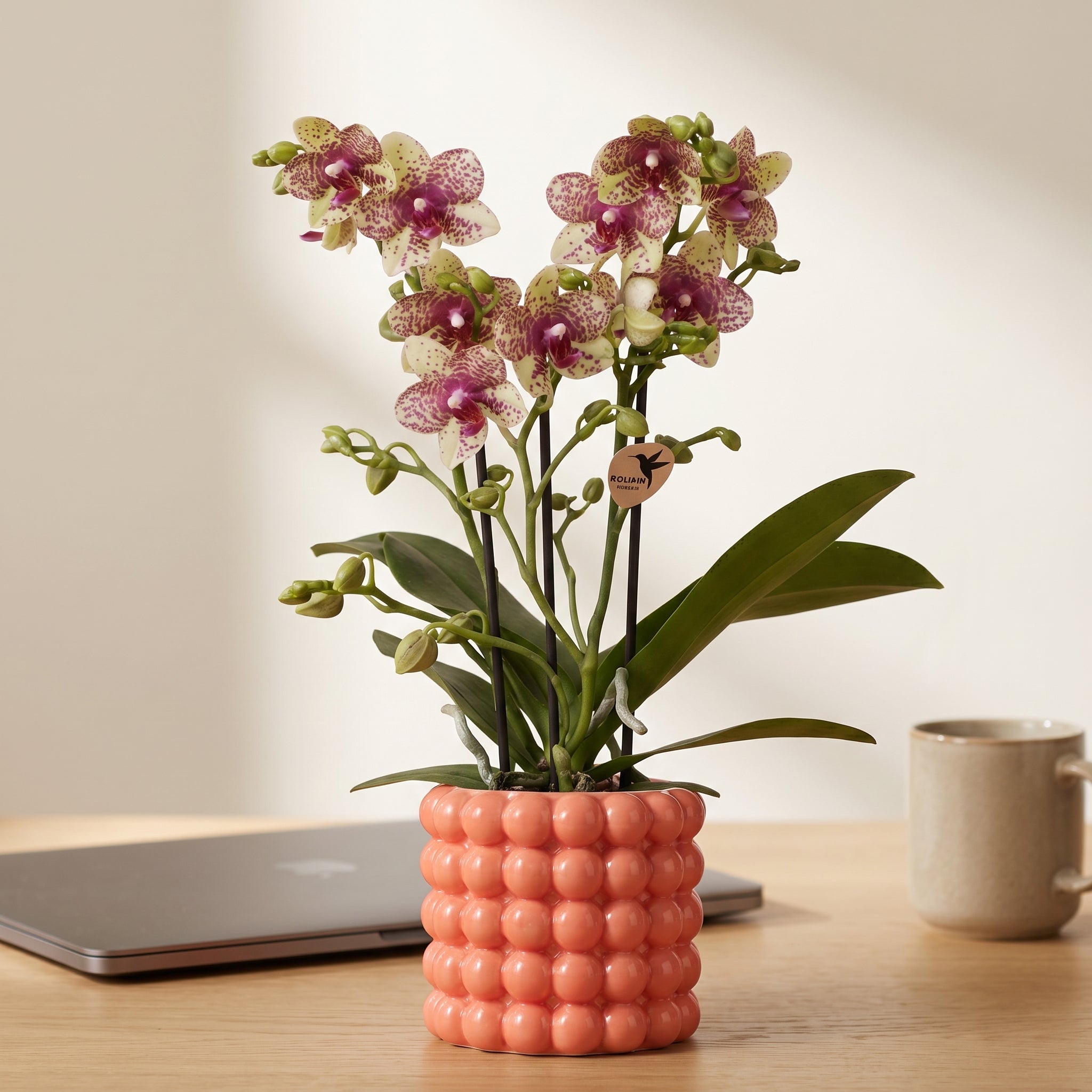 Orange Orchidee 'Grosetto' im Deko-Topf Ø 9 cm – Büropflanze für den Schreibtisch
