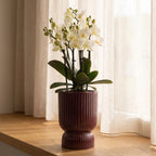 Weiße Orchidee 'Lausanne' im roten Deko-Topf mit Wasserdocht – Ø 9 cm Büropflanze