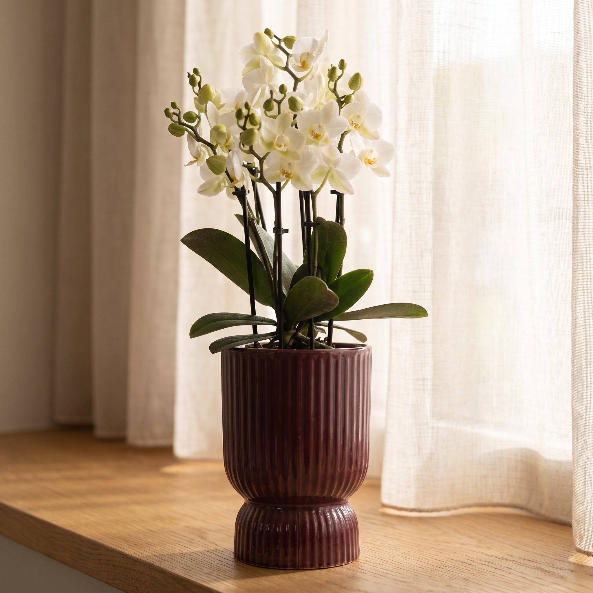 Weiße Orchidee 'Lausanne' im roten Deko-Topf mit Wasserdocht – Ø 9 cm Büropflanze