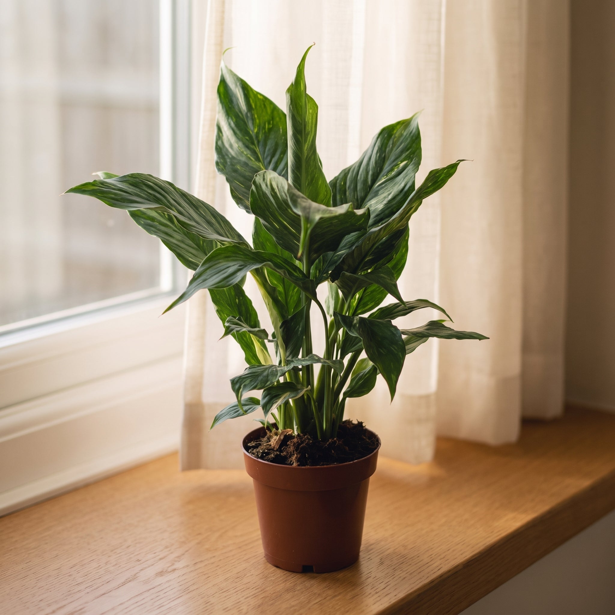 Einblatt 'Diamond' (Spathiphyllum) – Ø 12 cm, ca. 40 cm – blühende Büropflanze für Halbschatten