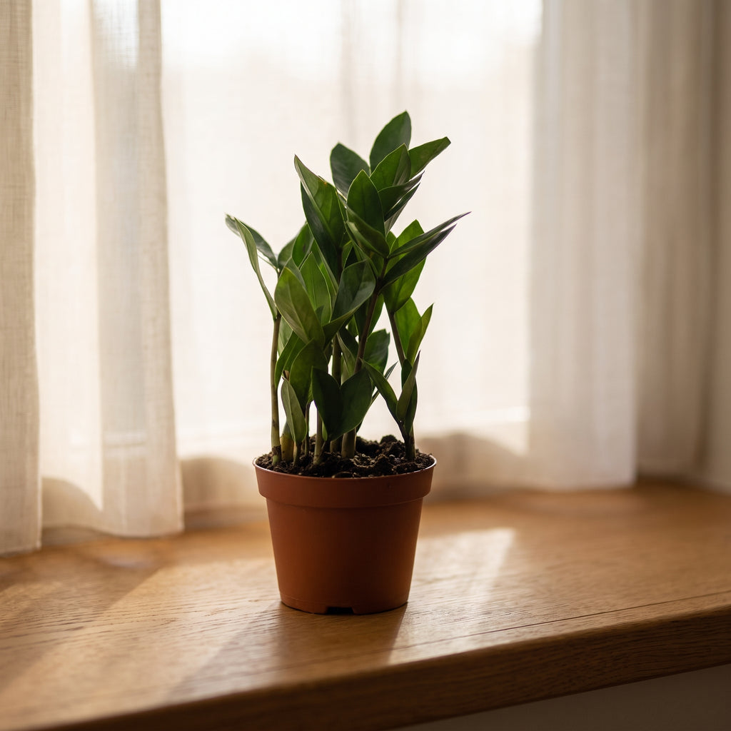 Glücksfeder (Zamioculcas) – Ø 12 cm, ca. 30 cm hoch – Büropflanze für wenig Licht