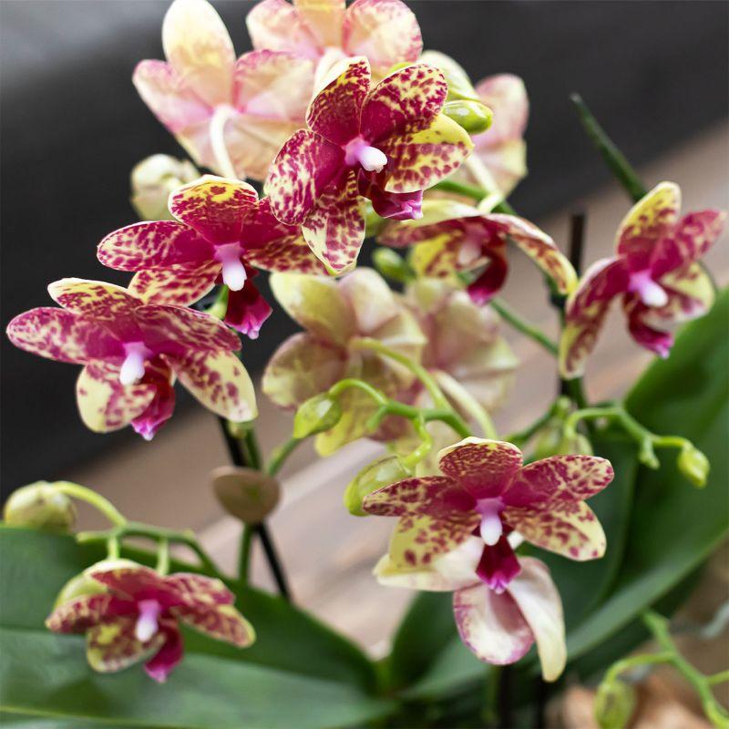 Orange Orchidee Ø 9 cm im Wohnraum als pflegeleichte Zimmerpflanze