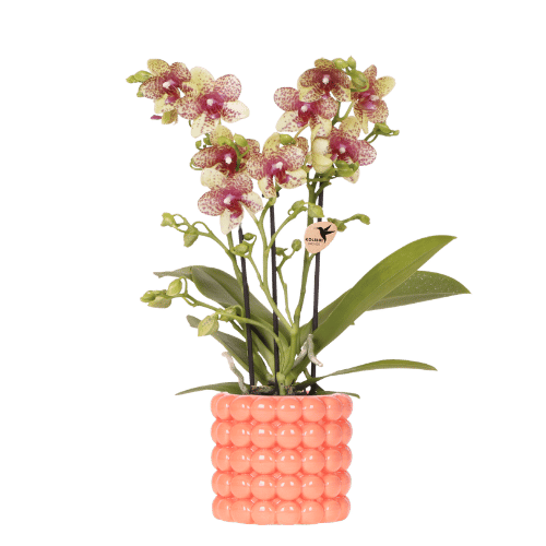 Orange Orchidee Grosetto im orangen Deko-Topf Ø 9 cm als Büropflanze