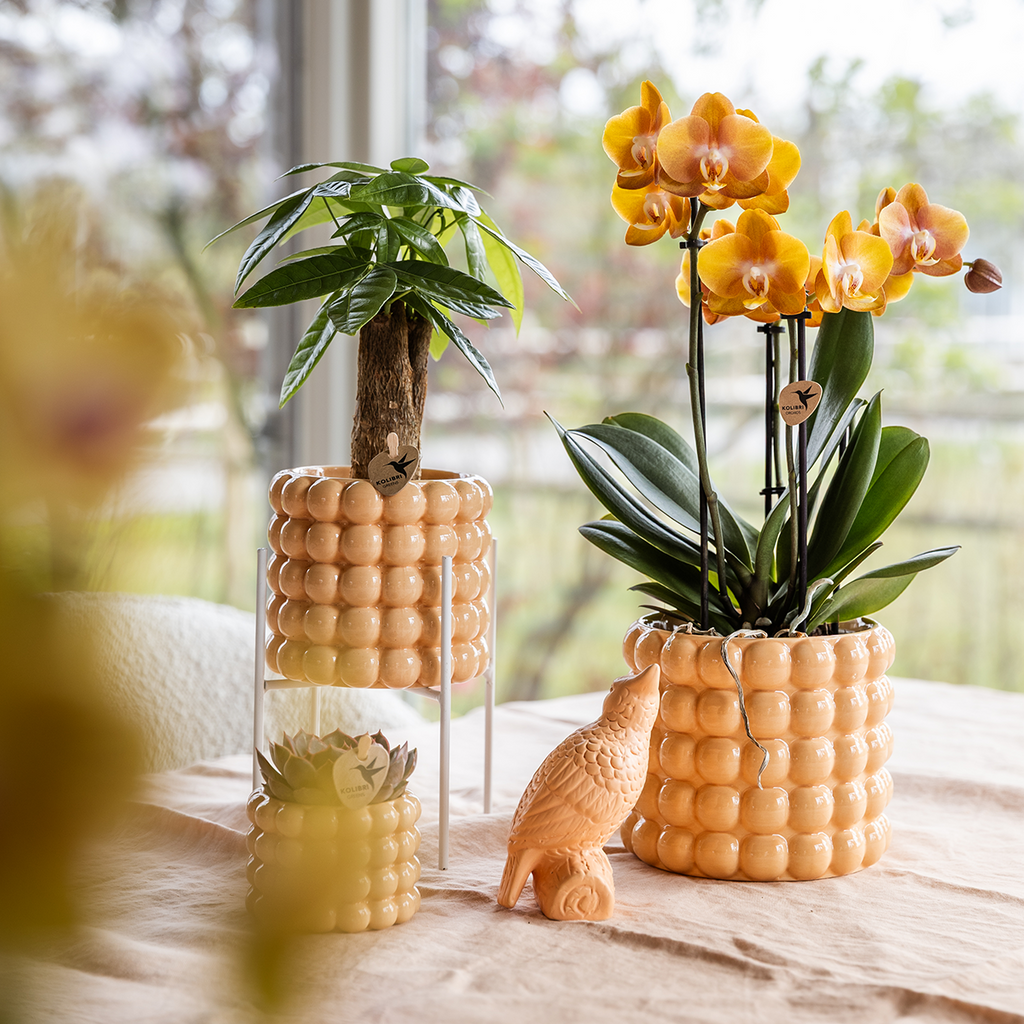 Peachfarbene Orchidee im Deko-Topf als Geschenkidee