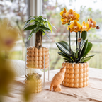 Peachfarbene Orchidee im Deko-Topf als Geschenkidee