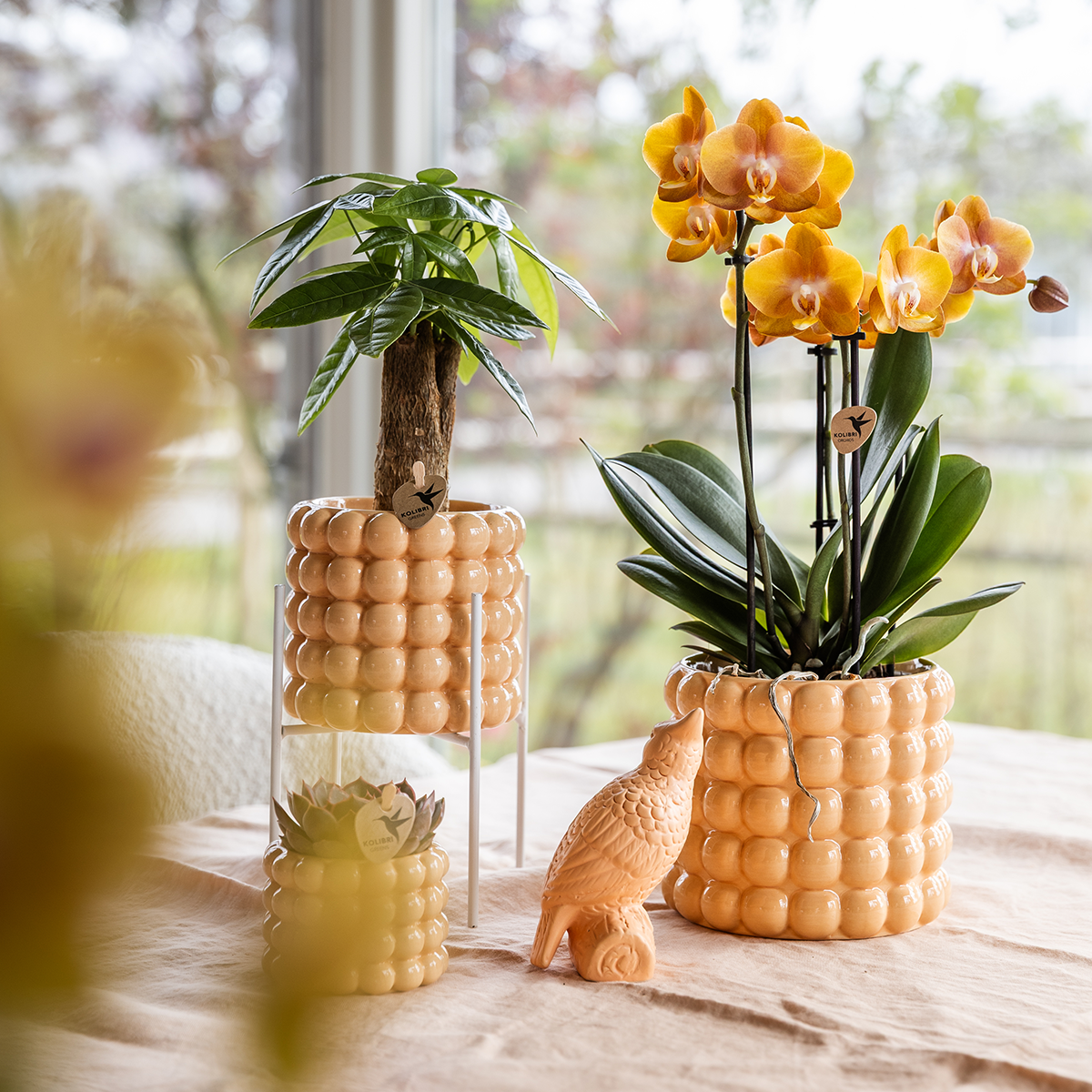 Peachfarbene Orchidee im Deko-Topf als Geschenkidee