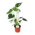Monstera deliciosa Fensterblatt Ø 14 cm, ca. 45 cm hoch