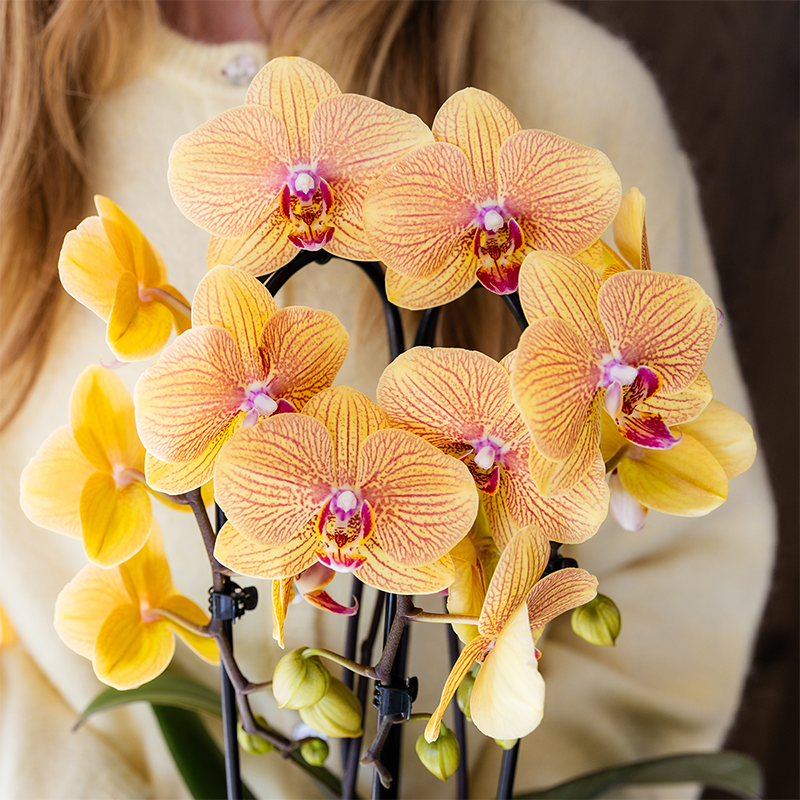 Nahaufnahme der Peach-Blüten der Orchidee Sunny Bunny