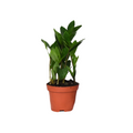 Glücksfeder Zamioculcas Ø 12 cm als pflegeleichte Büropflanze