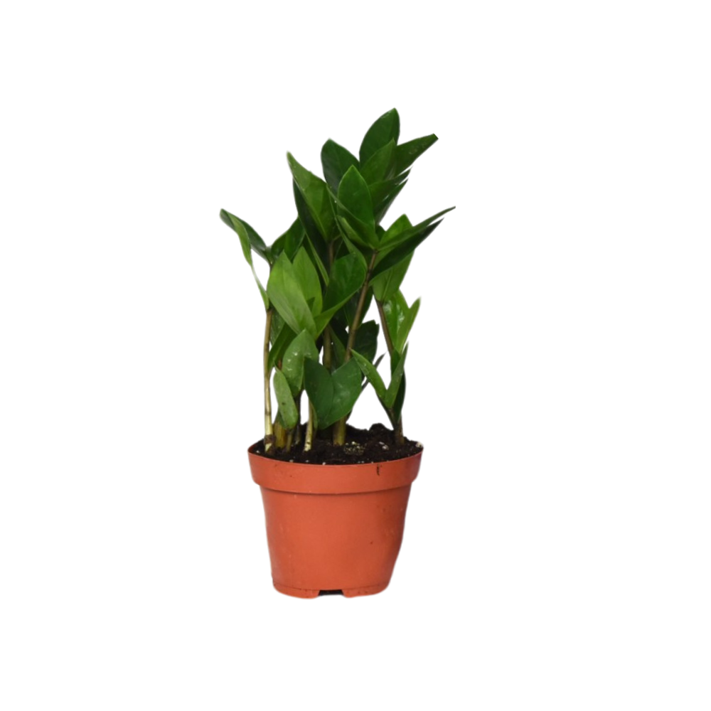 Glücksfeder Zamioculcas Ø 12 cm als pflegeleichte Büropflanze