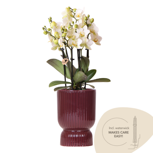 Weiße Orchidee Lausanne im roten Diabolo Deko-Topf Ø 9 cm mit Wasserdocht