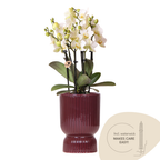 Weiße Orchidee Lausanne im roten Diabolo Deko-Topf Ø 9 cm mit Wasserdocht