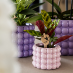 Mini-Grünpflanze im pinken Poppy Deko-Topf Ø 6 cm
