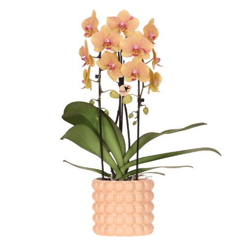 Orchidee Sunny Bunny in Peach im passenden Deko-Topf Ø 12 cm