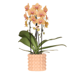 Orchidee Sunny Bunny in Peach im passenden Deko-Topf Ø 12 cm