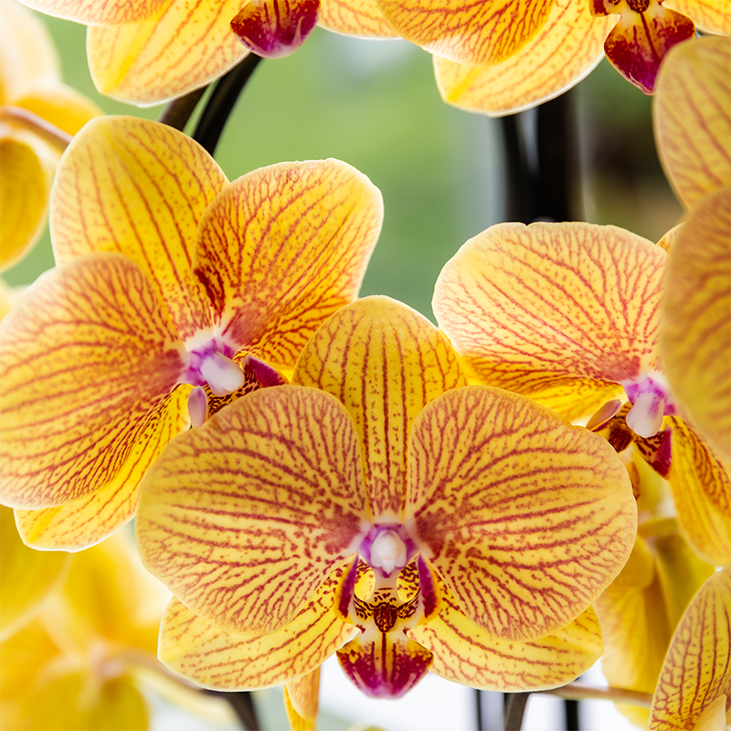 Orchidee in Peach Ø 12 cm auf einer Fensterbank
