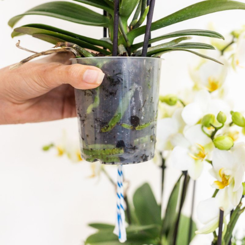 Weiße Orchidee im roten Deko-Topf auf einem Schreibtisch