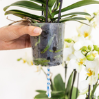 Weiße Orchidee im roten Deko-Topf auf einem Schreibtisch