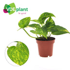 Efeutute Epipremnum aureum Ø 12 cm als Büropflanze