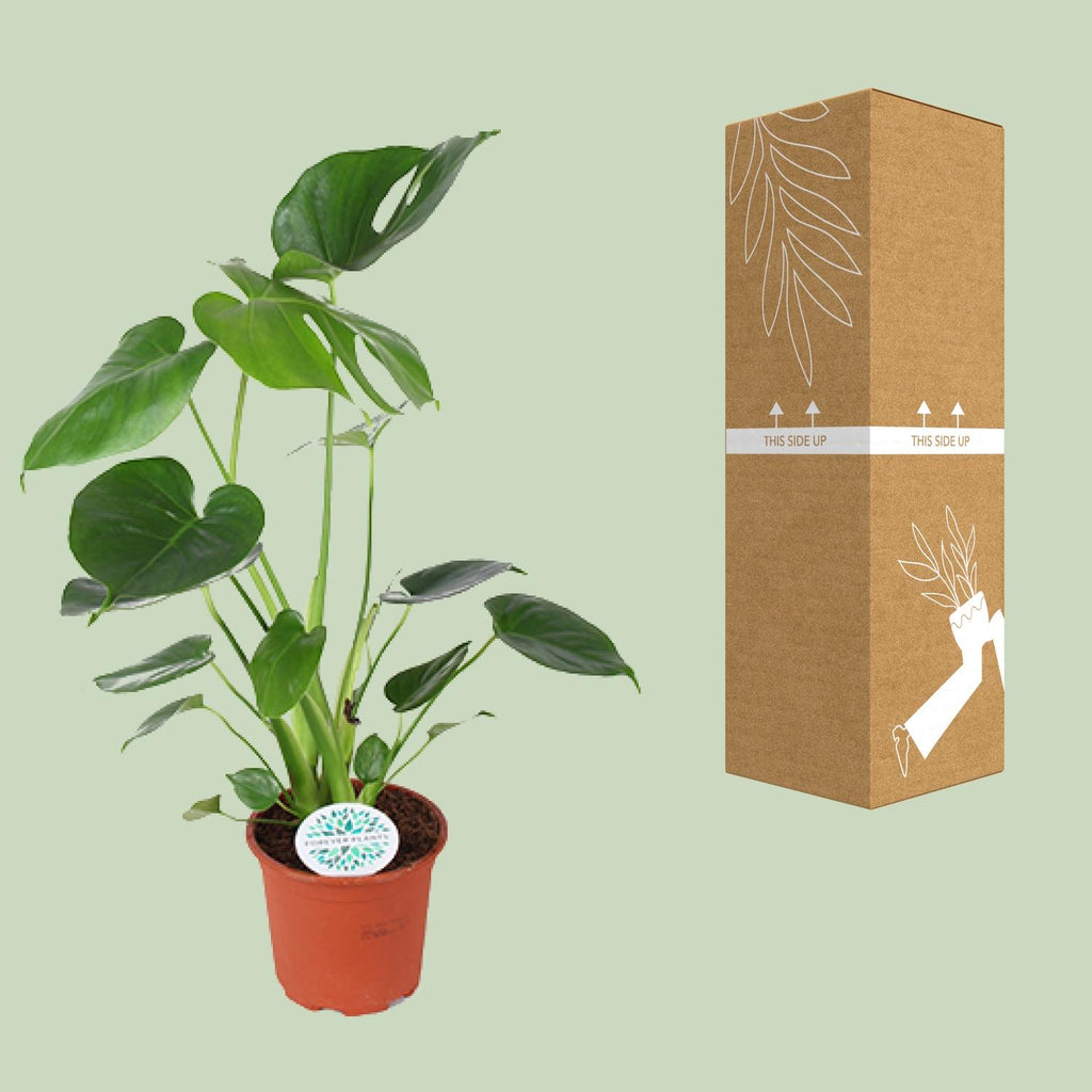 Monstera als Zimmerpflanze im Homeoffice