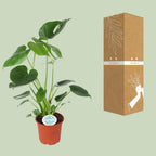Monstera als Zimmerpflanze im Homeoffice