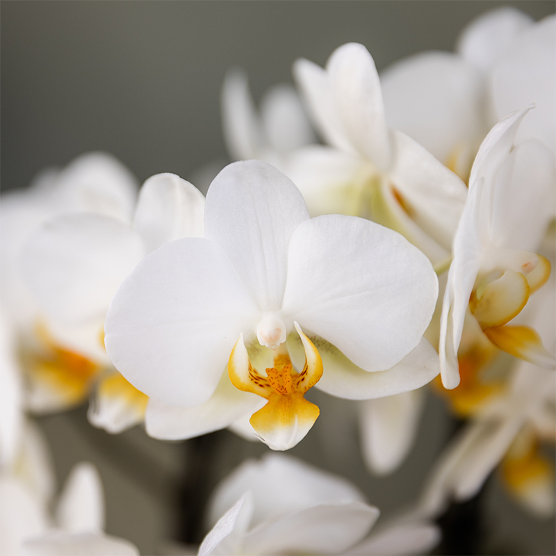 Weiße Orchidee mit Wasserdocht als selbstbewässernde Büropflanze