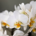 Weiße Orchidee mit Wasserdocht als selbstbewässernde Büropflanze