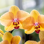 Peachfarbene Orchidee als Büropflanze im Homeoffice