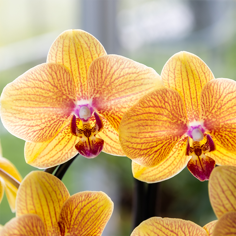 Peachfarbene Orchidee als Büropflanze im Homeoffice