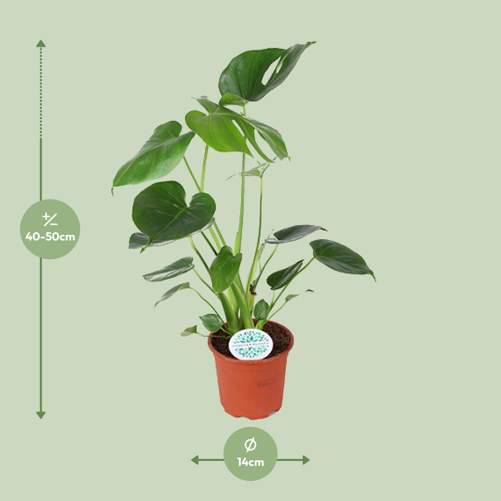 Gefenstertes Blatt der Monstera deliciosa in Nahaufnahme