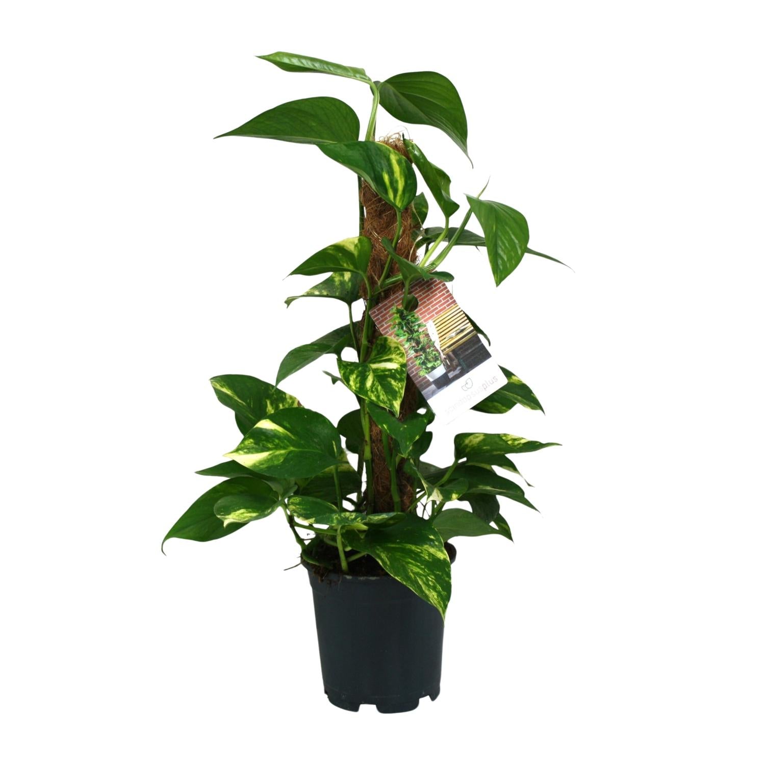 Scindapsus Efeutute Ø 15 cm mit rankenden Trieben