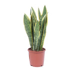 Bogenhanf Sansevieria Laurentii Ø 14 cm als Büropflanze
