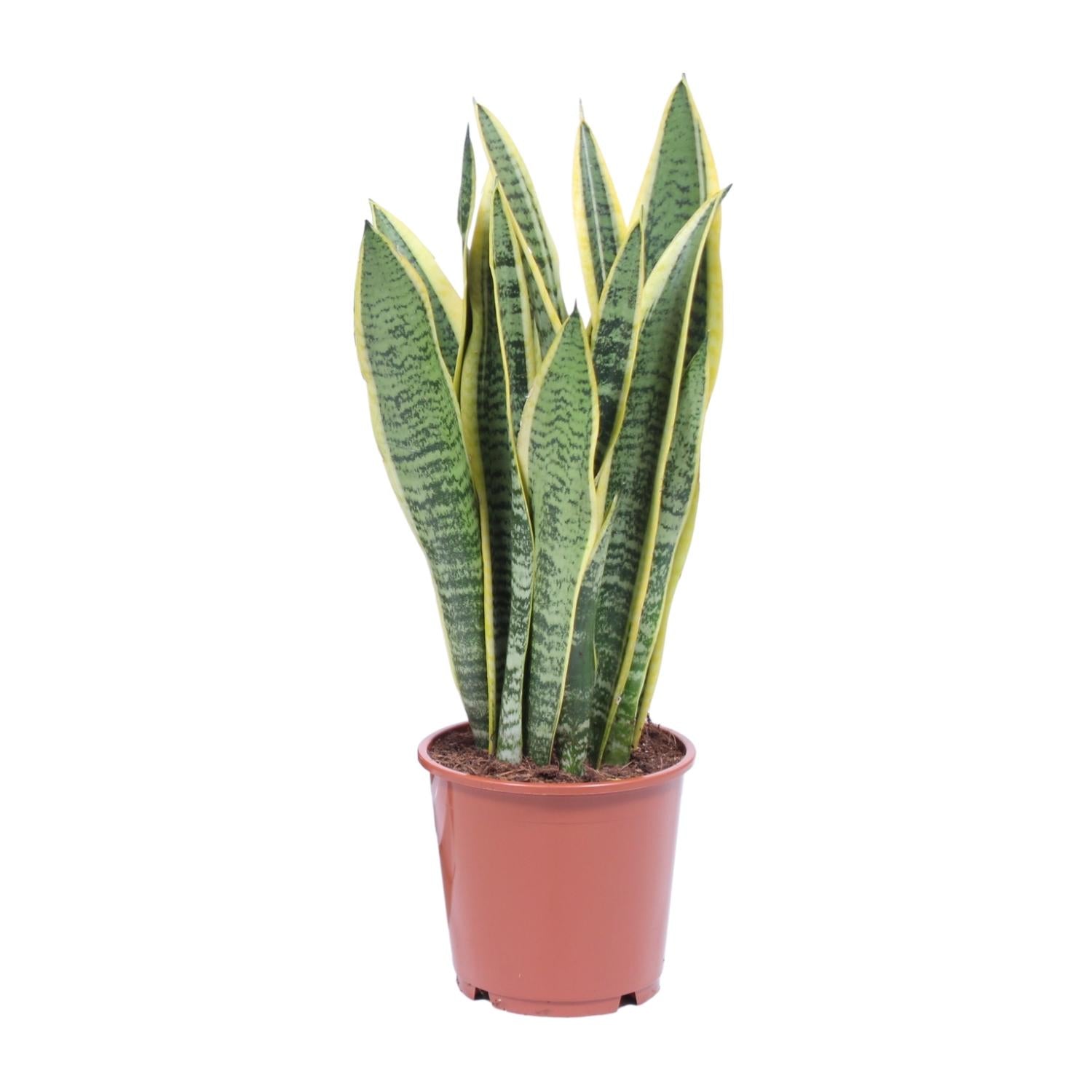 Bogenhanf Sansevieria Laurentii Ø 14 cm als Büropflanze