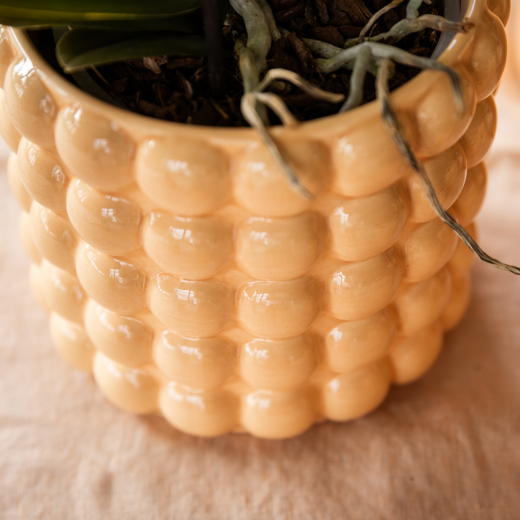 Orchidee Sunny Bunny im Poppy Deko-Topf seitlich fotografiert